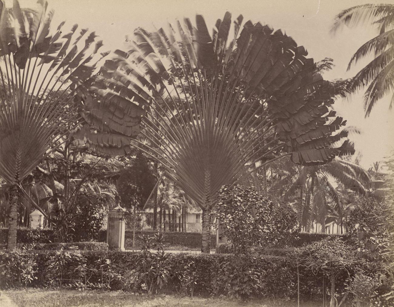 #61 Malay, Malaysia, 1870s