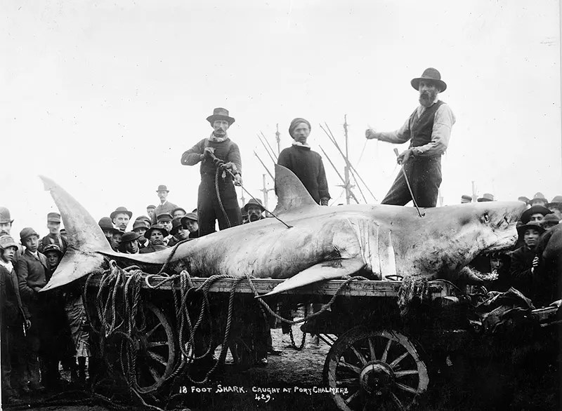 #12 Shark, Port Chalmers, New Zealand, circa 1900.