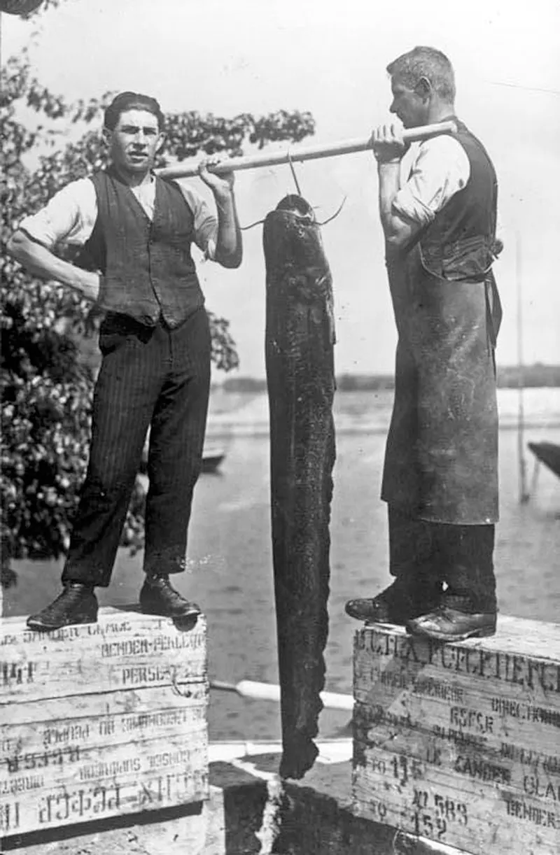 #13 Giant catfish, Germany, 1928.