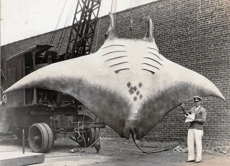 #19 Captain A.L. Kahn with giant manta ray, 1933.
