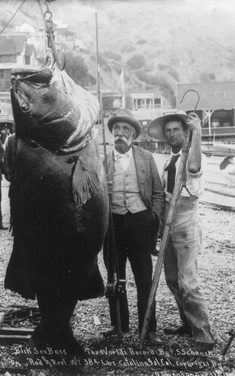 #3 Franklin Schenck’s 384 lb Black Sea Bass, Catalina Island, California, Aug. 17, 1900.