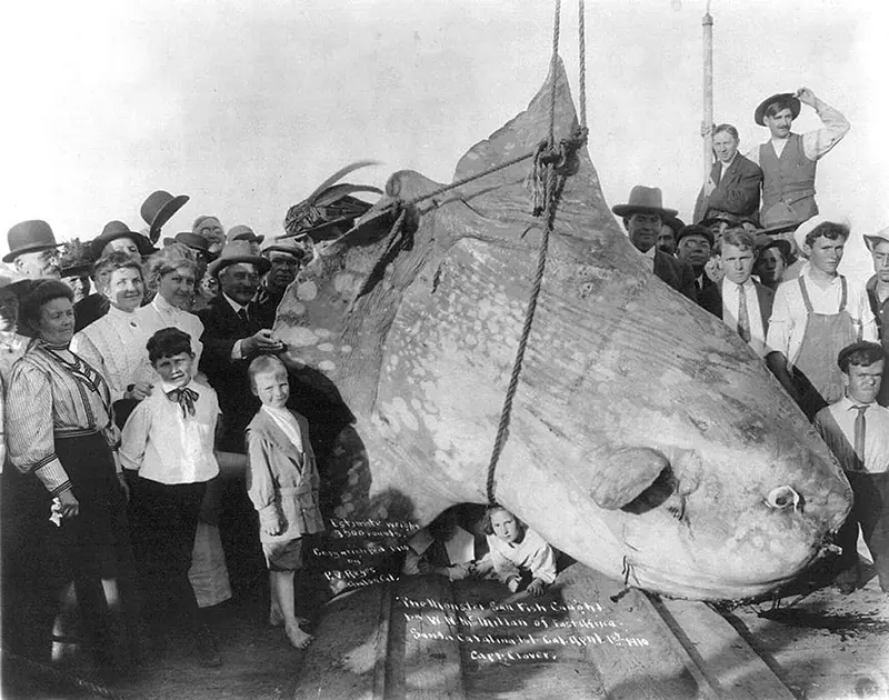 #1 W.N. McMillan’s 3,500 lb ocean sunfish, Santa Catalina Isl., California, April 1, 1910.
