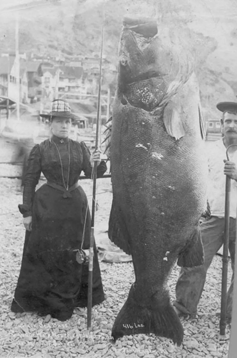 #5 Mrs. A. W. Barret’s 416 lb Black Sea Bass, Santa Catalina, 1901.
