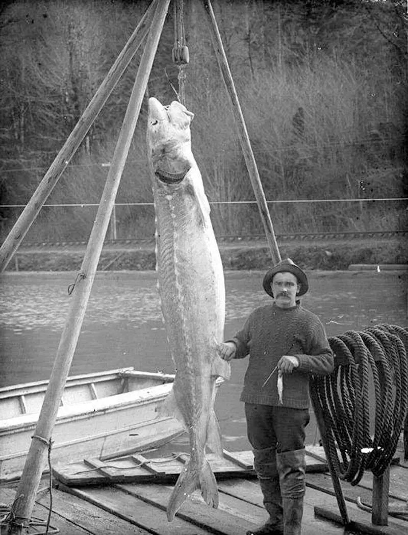 #7 Large sturgeon, lower Columbia River, circa 1900.
