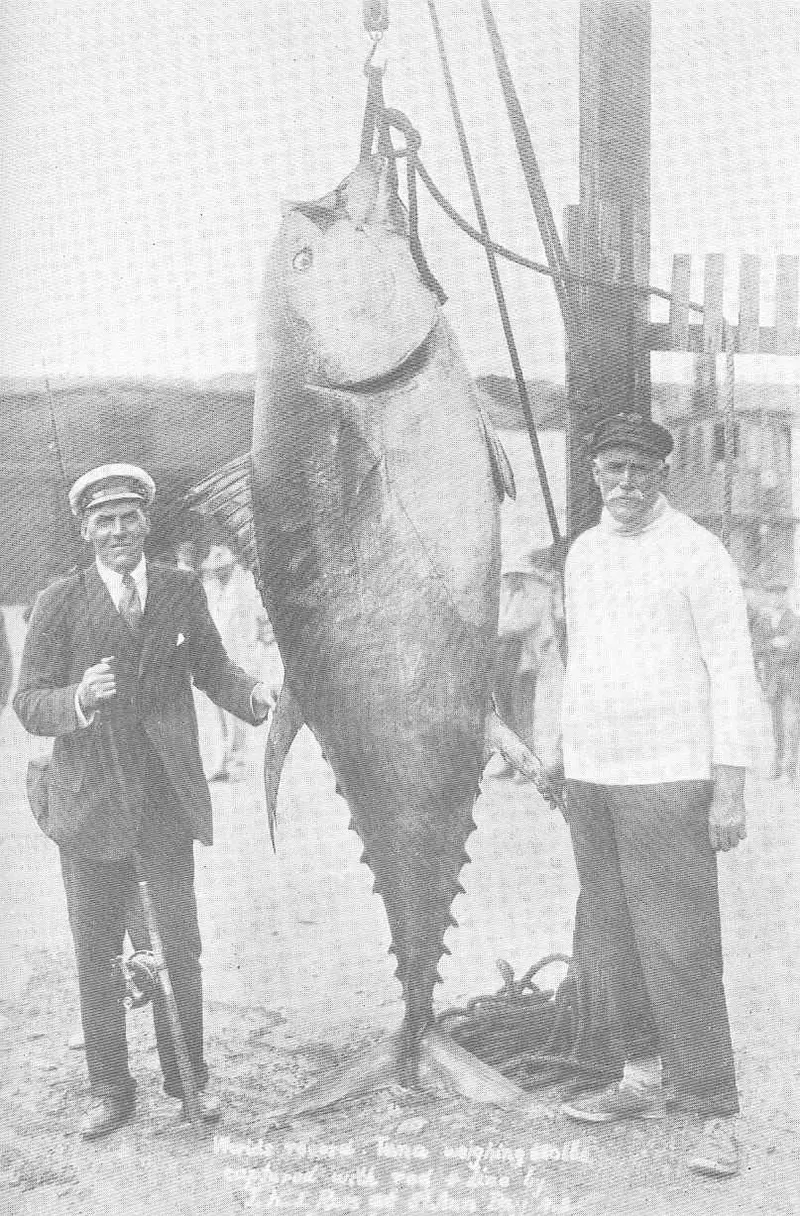 #8 Record 680 lb tuna, 1911.