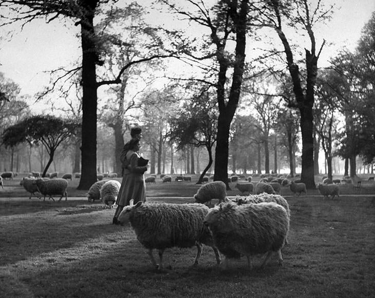#22 GI and girl among sheep, Kensington Gardens, London, 1945.