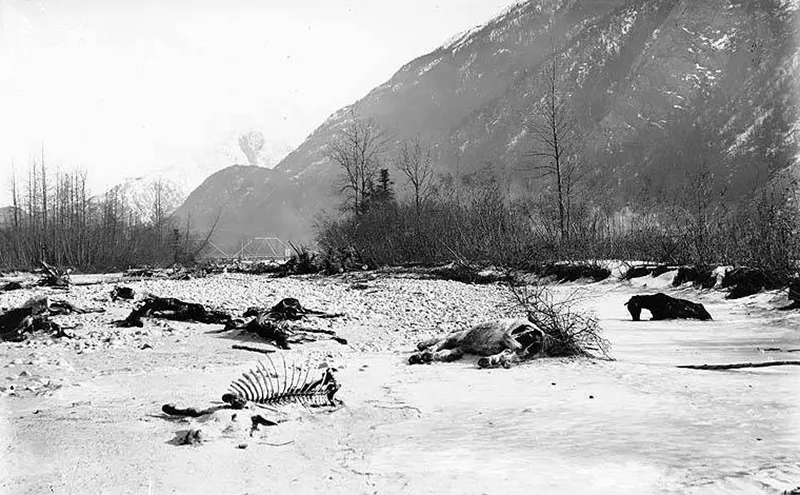 #75 Dead horses littering the White Pass trail, 1898.