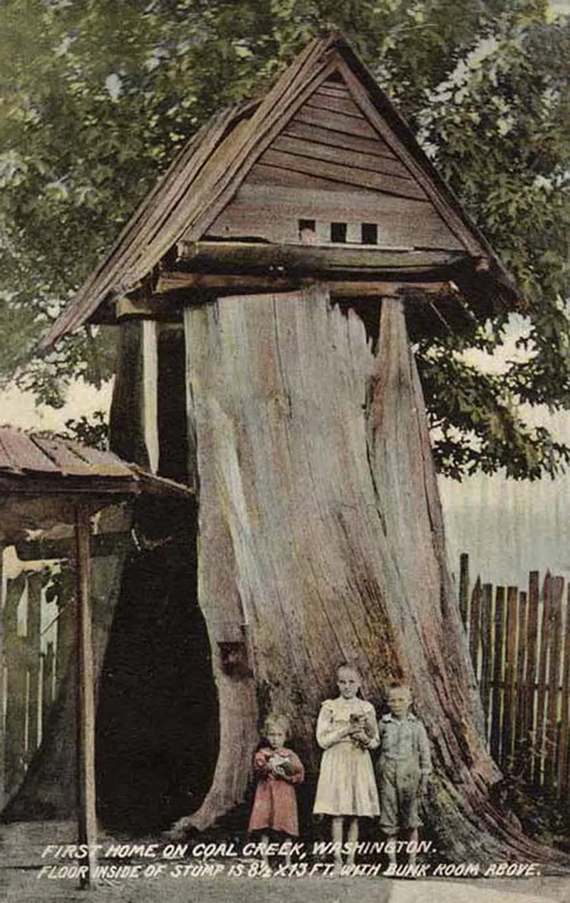 #11 Children in front of a stump house, 1900.