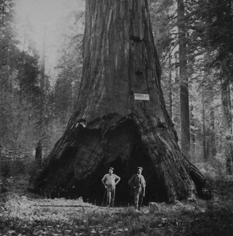 #9 Pioneer’s Cabin, 318 ft. high, 75 ft. circumference, California, Mammoth Grove, 1870s.