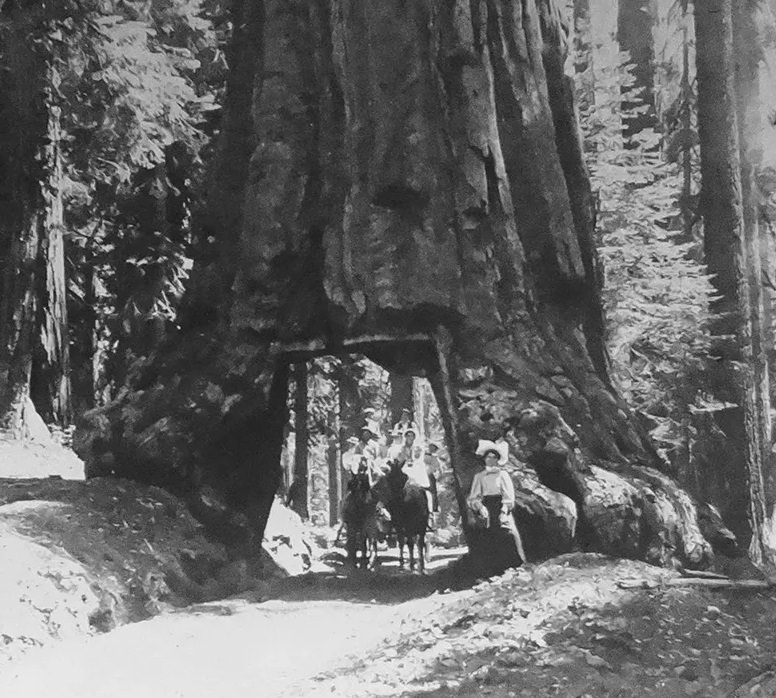 #10 Wawona Tree, Mariposa Grove, Yosemite, California, 1897, fell in 1969.