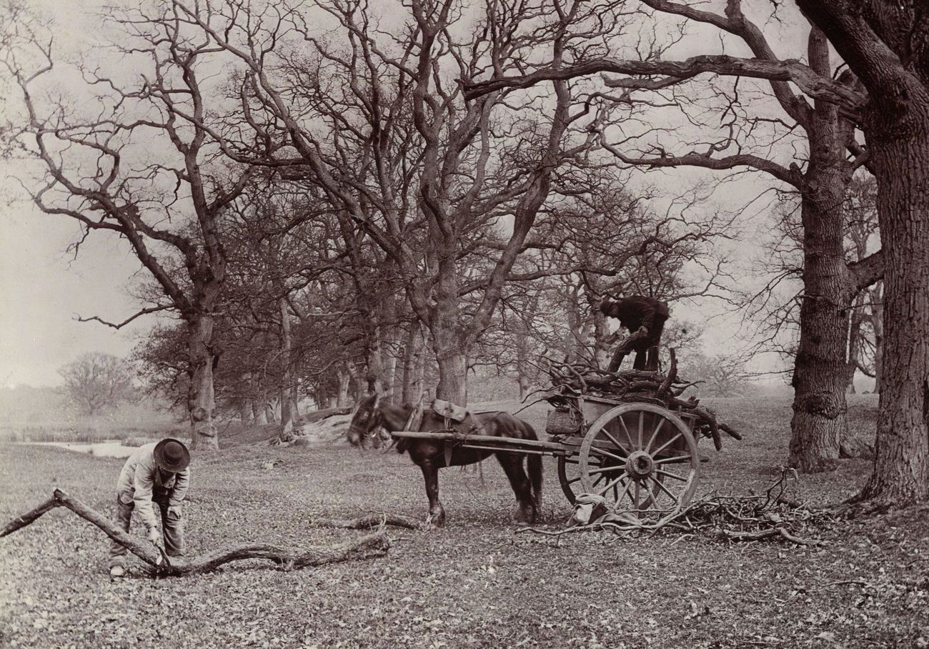 #18 Two men collecting fallen branches in England, circa 1890.