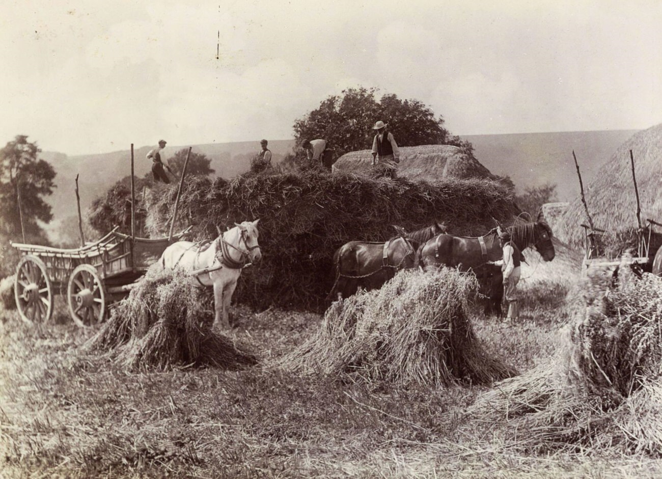 #19 Farm laborers harvesting wheat in England, circa 1890.