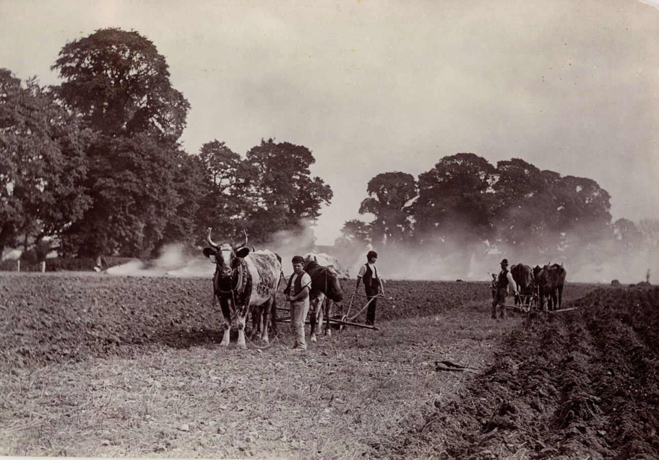 #20 Ploughing and Burning, 1890.