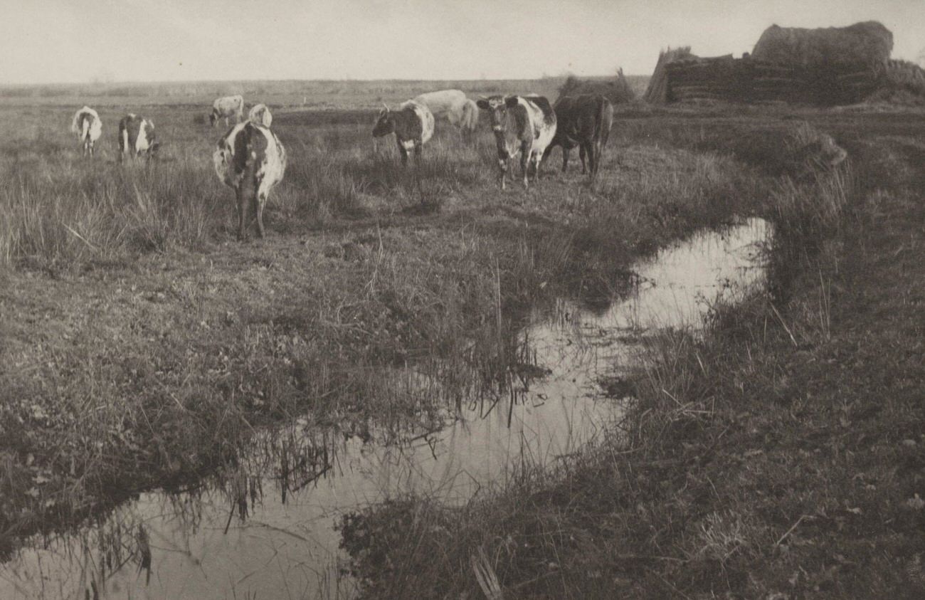 #8 Cattle on the Marshes, 1886.