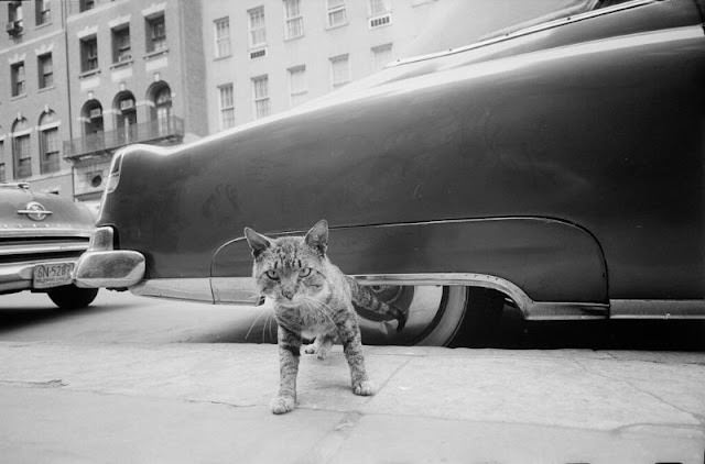 #30 Cat on sidewalk, May 1959