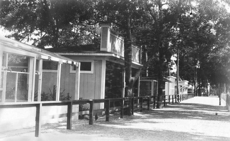 #66 Houston Zoo buildings, 1910