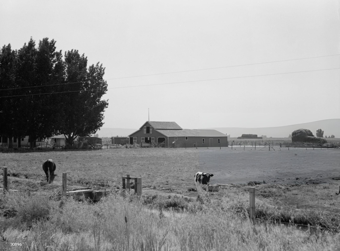 #23 Irrigated pasture, cows, barn on Houston farm, 1930s