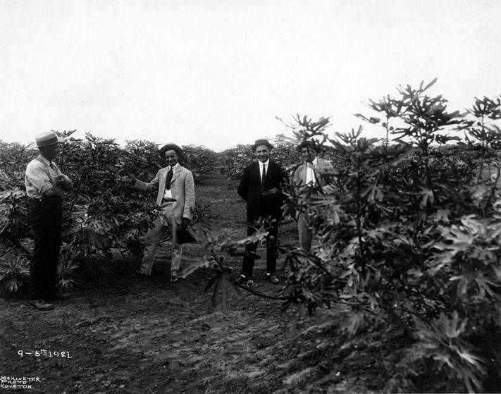 #35 Men in fig orchard, September 5, 1921.