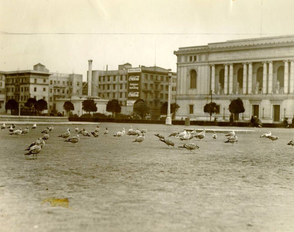 #58 Sea gulls in Civic Center Plaza, 1924