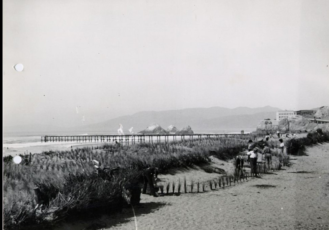 #179 Beach Esplanade, Sea Bent Grass Planting For Sand Control – WPA Project, 1936