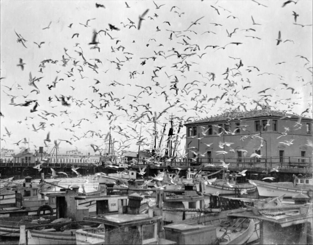 #121 Flock of seagulls at Fisherman’s Wharf, 1934