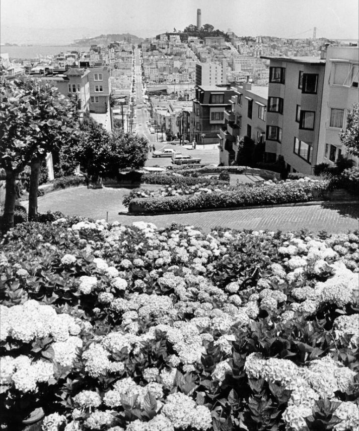 #9 Hydrangeas on the crooked section of Lombard Street, 1972.