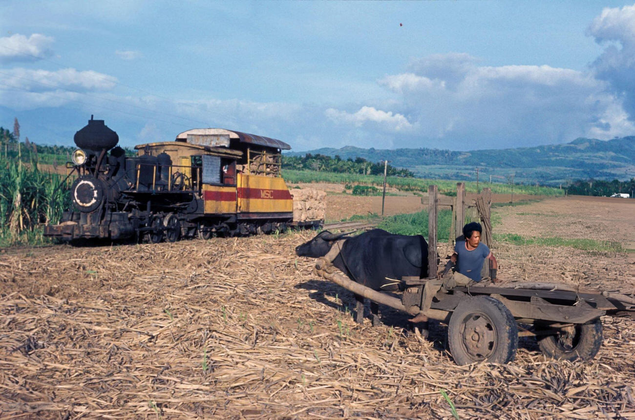 #35 A water buffalo transports cane to the Ma Ao Sugar Central on Negros Island, Philippines, November 1974.