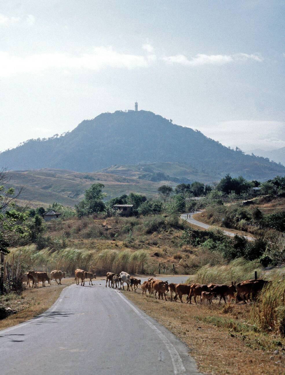 #51 Mount Santa Rita, with the U.S. naval station and cattle crossing, 1981