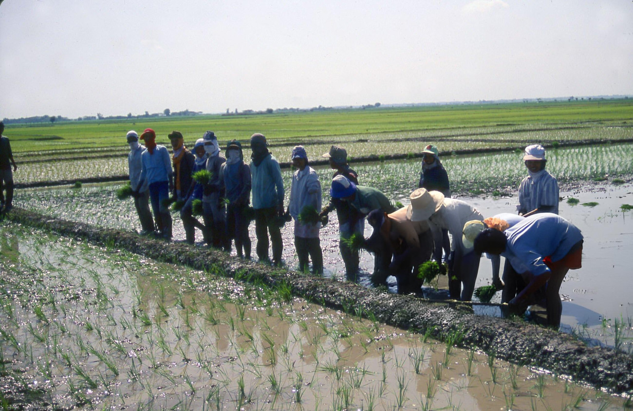 #78 Rice paddy in Pangasinan, Philippines, showing the province’s agricultural lifestyle, July 22, 1988.