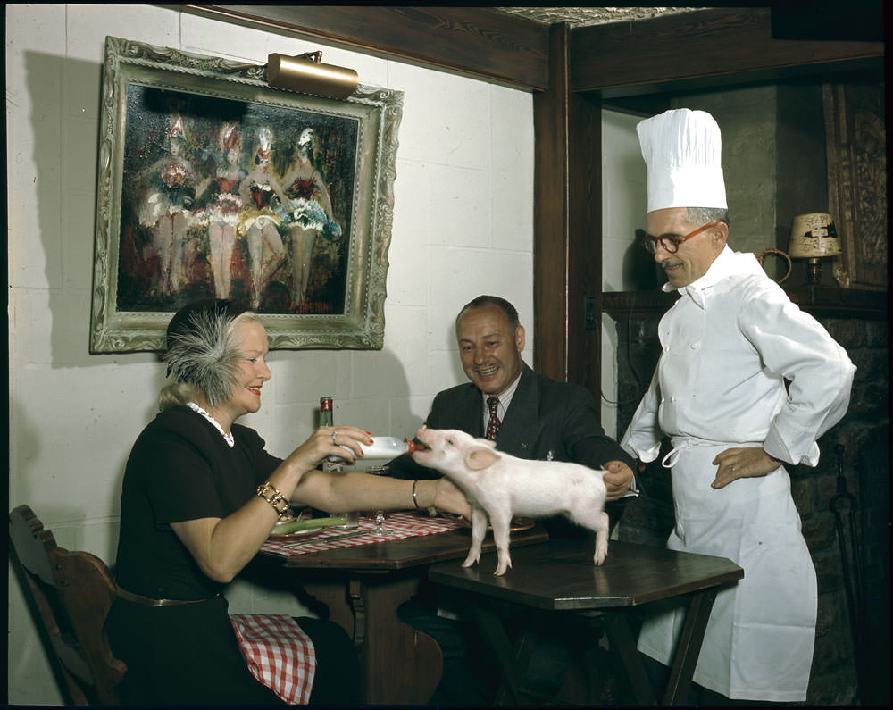 #28 Colonel and Mrs. G.E. Leprohon, patrons of Au Lutin, Montreal, feeding the restaurant pig with a baby bottle, Quebec