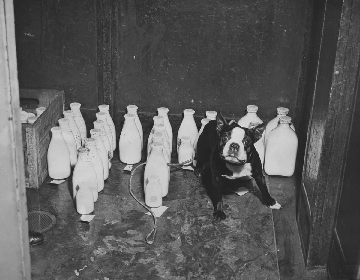 #6 Buddy the bulldog hangs out among the milk bottles in the lobby, 1940.