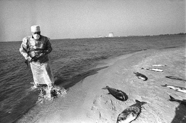#15 Dead fish are collected by an artificial lake within the Chernobyl site that was used to cool the turbines, June 1986.