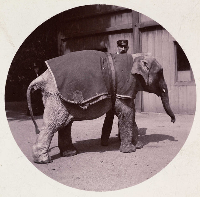 #10 Baby elephant at the zoo