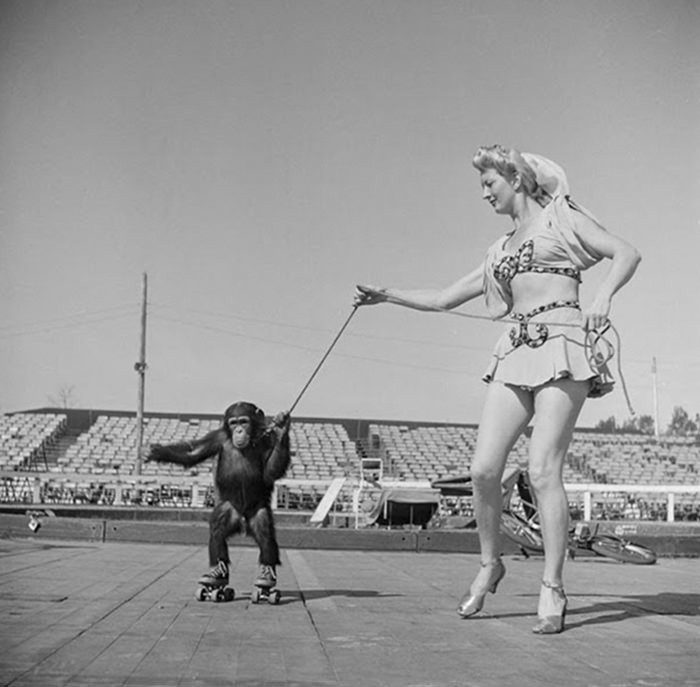 #59 A circus woman with a rollerskating monkey, 1948.