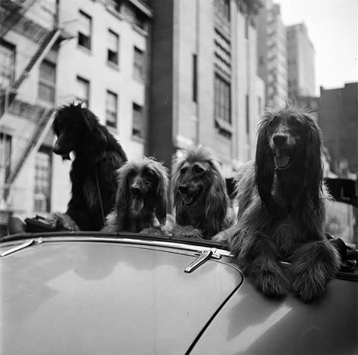 #4 Dogs in a convertible, 1949.