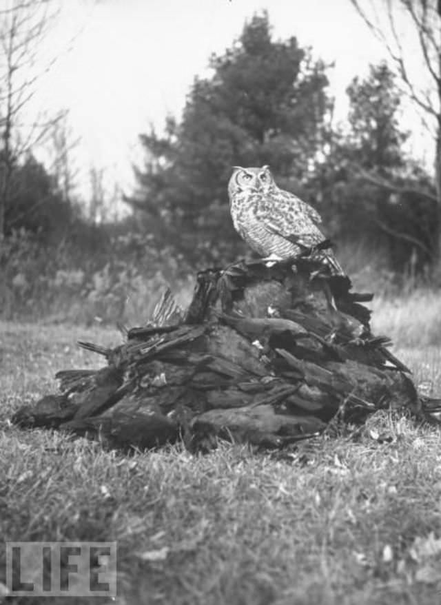 Seeing an Owl in Daylight