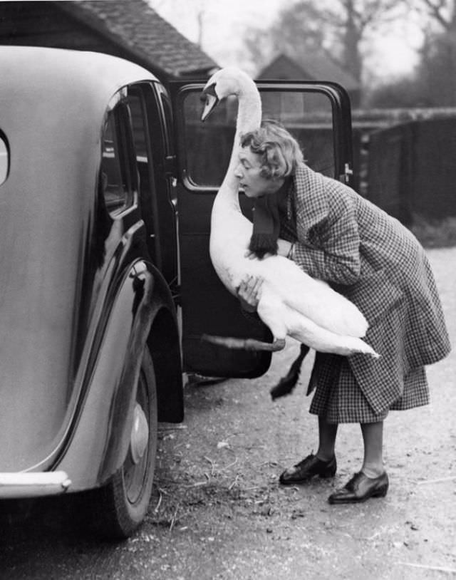 #13 Getting a pet swan inside a car.