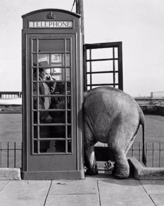 #14 This elephant has an urgent call to make.