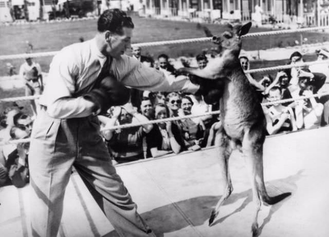 #16 A kangaroo boxing.