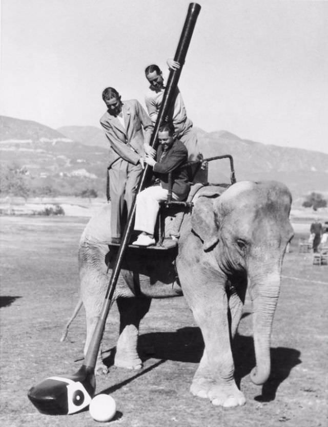#17 This elephant would have picked a different club.