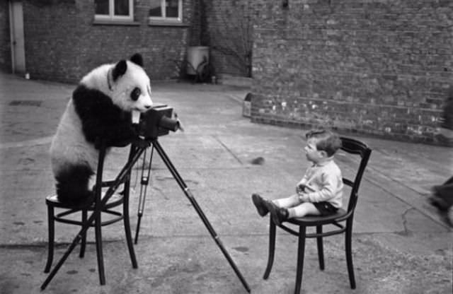 #3 A panda taking a picture.
