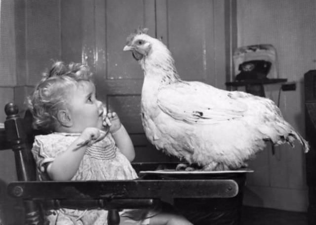 #4 A pet chicken and a baby.