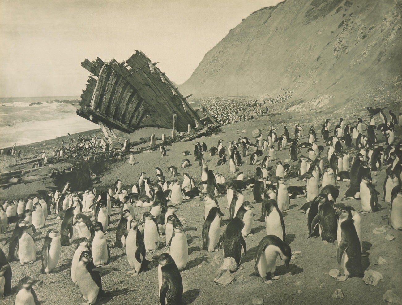 #2 Macquarie Island – 1911