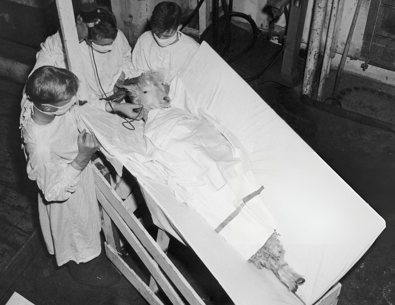 #1 A male angora goat receives a blood transfusion after being exposed to the atomic blast at Bikini Atoll, 1946.