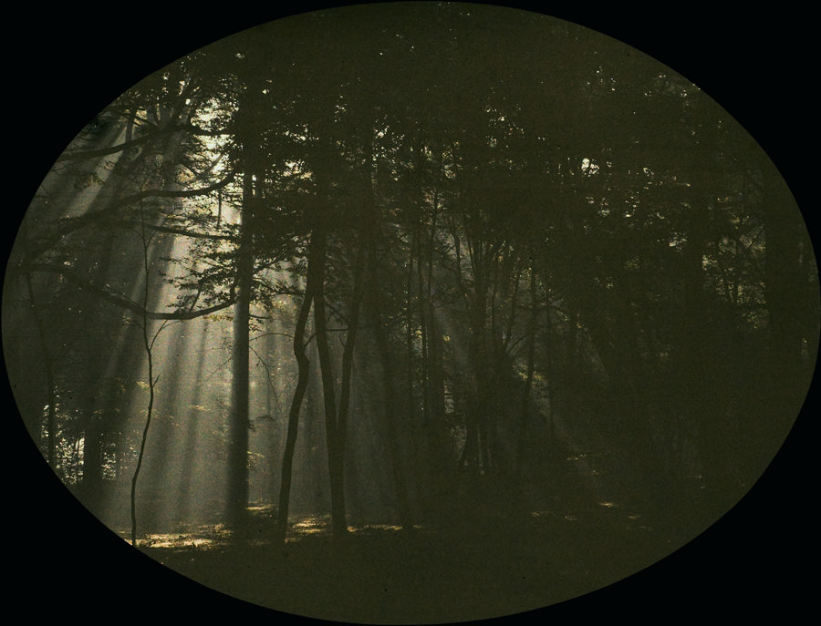 #3 Charles Corbet, Filtered light through trees, 1910