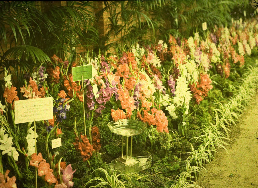 #6 Gladioli on flowershow, 1910