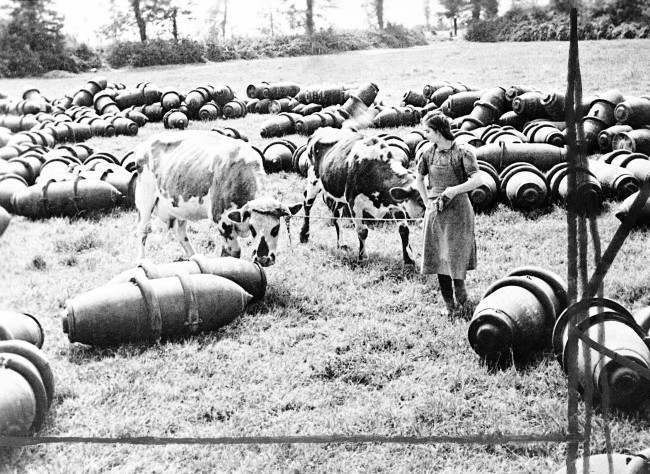 #6 A French dairymaid leads her cows across a meadow filled with R.A.F., 1,000 lb, bombs in Normandy, France, 1944.