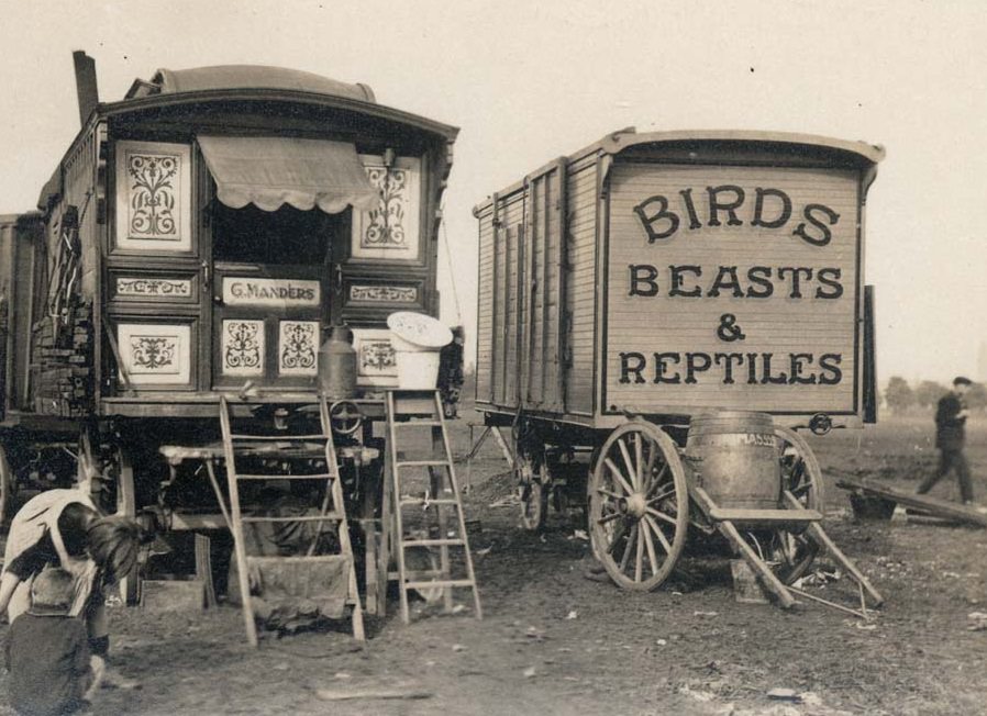 #3 Manders Menagerie