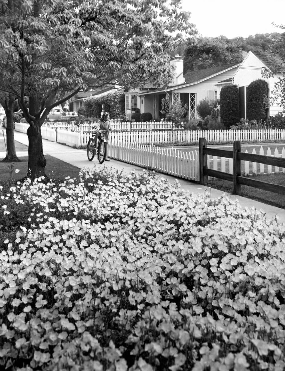 #22 Residential middle class homes with picket fences in Hollywood, California, 1950.