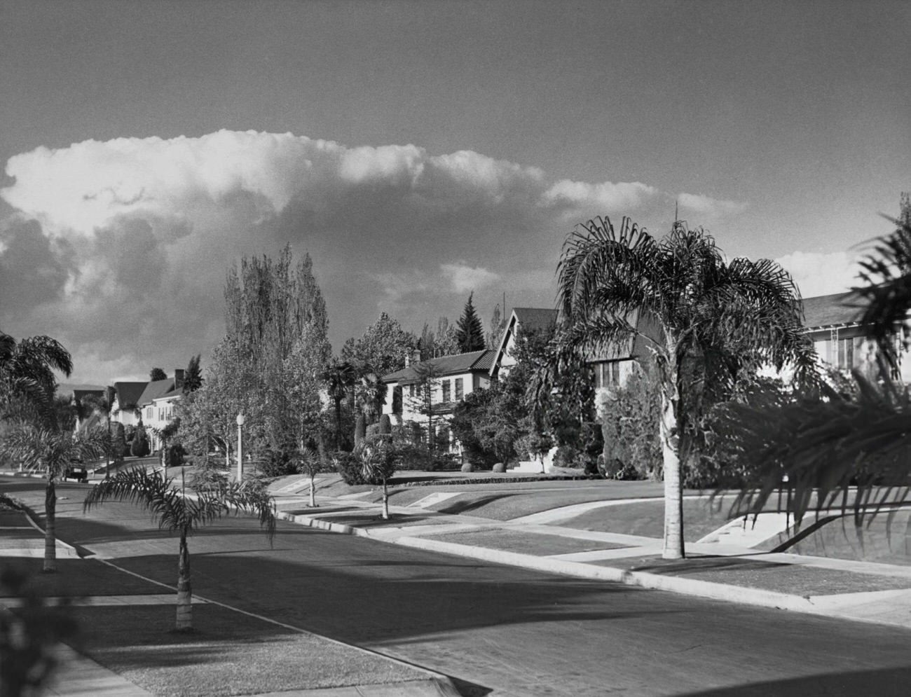 #42 A palm tree-lined street in Hollywood, California, 1955.